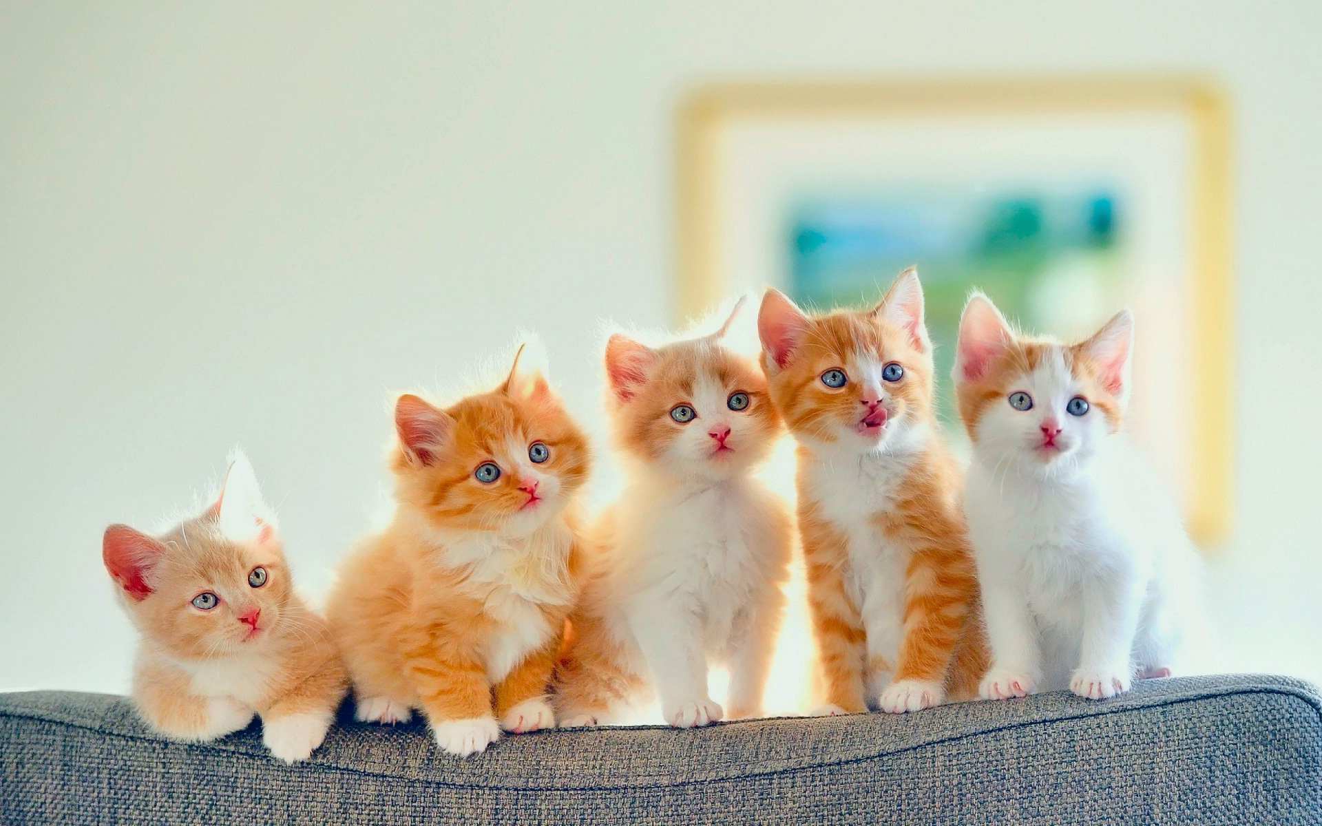 hình ảnh mèo đáng yêu 
