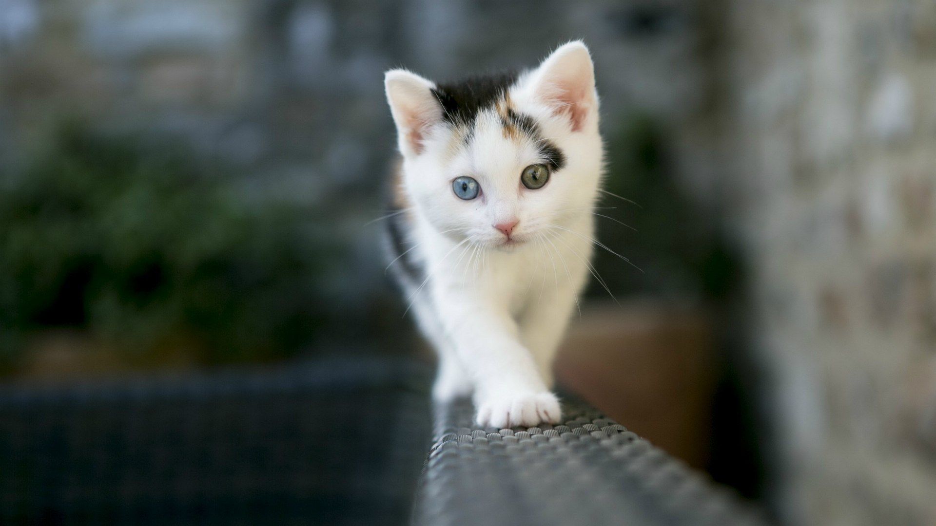 hình nền đẹp mèo cute